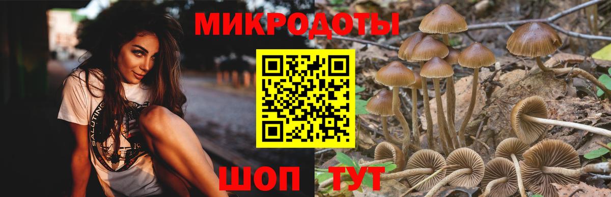 Псилоцибиновые грибы Cubensis Махачкала